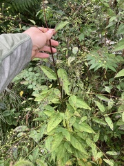Scrophularia marilandica