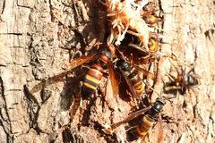 Vespa ducalis ducalis