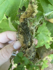 Spodoptera frugiperda