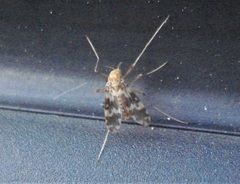 Psectrotanypus varius