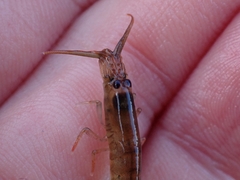 Betaeopsis aequimanus