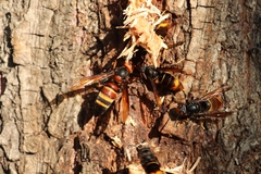 Vespa ducalis ducalis