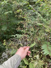 Scrophularia marilandica