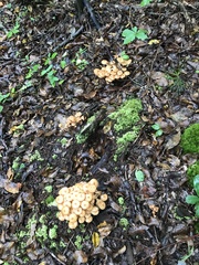 Desarmillaria tabescens