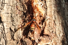 Vespa ducalis ducalis