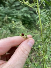 Scrophularia marilandica