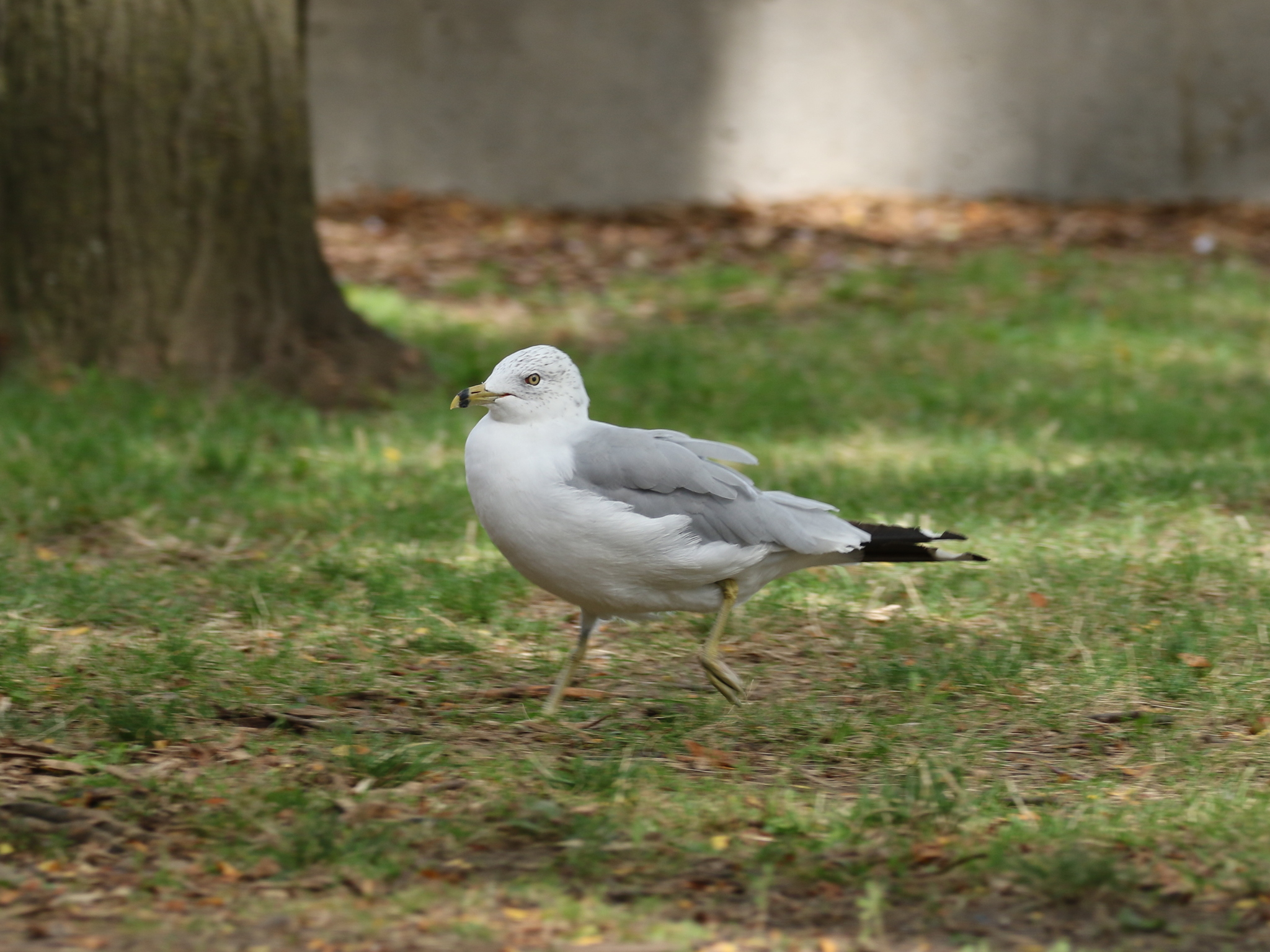 Ring-billed Gull