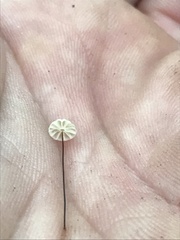 Marasmius capillaris