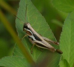 Paroxya atlantica