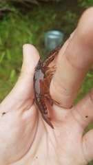 Procambarus paeninsulanus