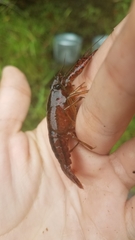 Procambarus paeninsulanus