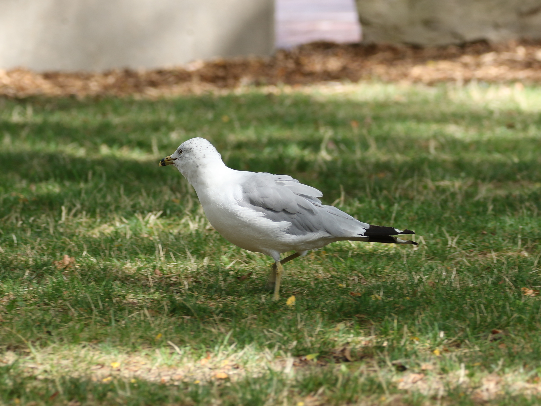 Ring-billed Gull