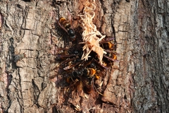 Vespa velutina nigrithorax