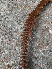 Araucariaceae