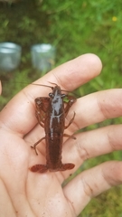 Procambarus paeninsulanus