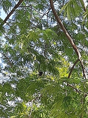 Enterolobium contortisiliquum