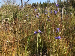 Gentianopsis crinita