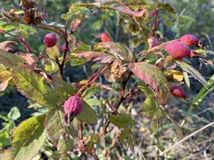 Rosa acicularis