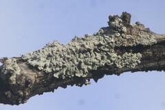 Punctelia bolliana