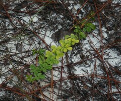 Lespedeza hirta