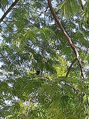 Enterolobium contortisiliquum