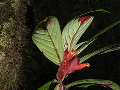 Columnea dimidiata
