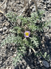 Phacelia bicolor