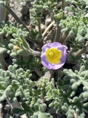 Phacelia bicolor