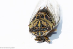 Neotibicen canicularis