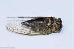 Neotibicen canicularis