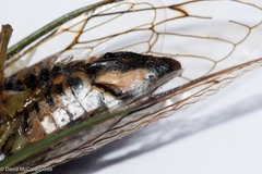 Neotibicen canicularis