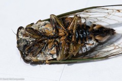 Neotibicen canicularis