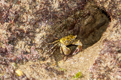 Pachygrapsus transversus