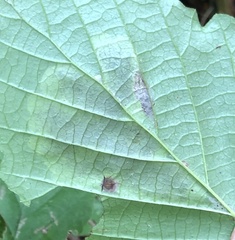 Cameraria hamameliella