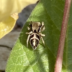 Habronattus coecatus