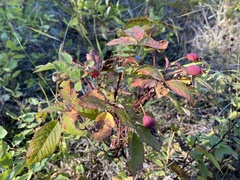 Rosa acicularis