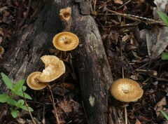Lentinus crinitus