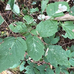 Cameraria hamameliella