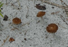 Collybiopsis villosipes