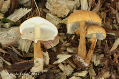 Cystoderma granosum