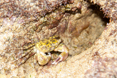 Pachygrapsus transversus