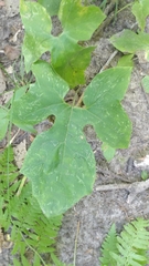 Nabalus altissimus