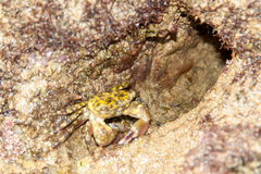 Pachygrapsus transversus