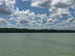 Phoenicopterus ruber