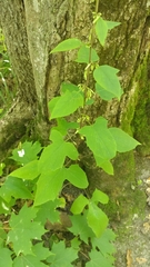 Nabalus altissimus