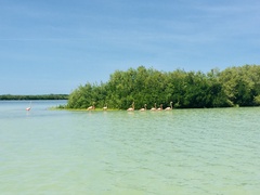 Phoenicopterus ruber