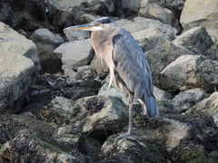 Ardea herodias