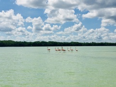 Phoenicopterus ruber