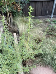 Amaranthus albus