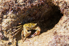 Pachygrapsus transversus